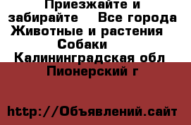 Приезжайте и забирайте. - Все города Животные и растения » Собаки   . Калининградская обл.,Пионерский г.